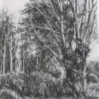 "100 year old oak, Suffolk I"  Charcoal on paper  65cm x 84cm SOLD