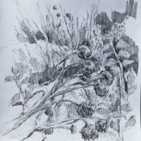 “Globe artichokes “ (Sketchbook) Pencil on paper 28cm x 28cm NFS