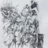 “Sunflowers at the allotment”(Sketchbook)  Pencil on paper 28cm x 28cm NFS